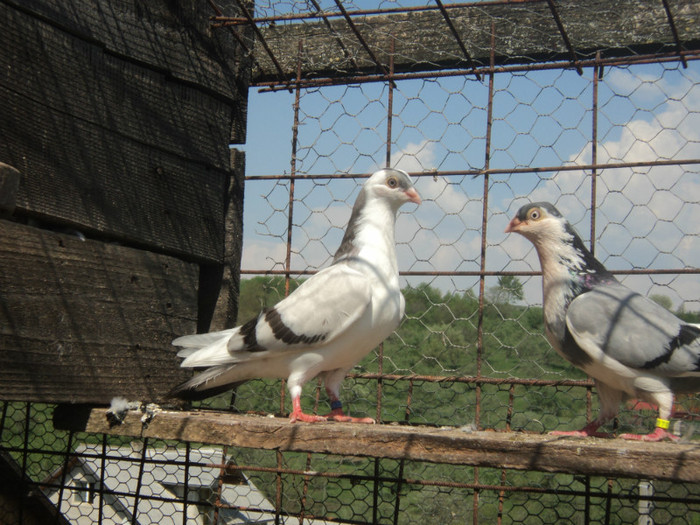 porumbei 2012 106