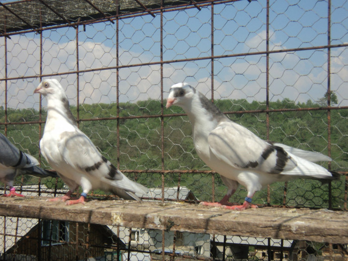 porumbei 2012 112