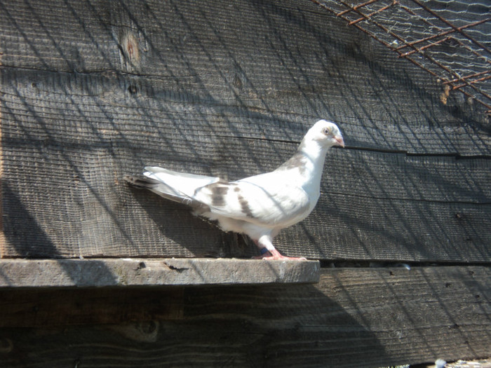 porumbei 2012 115