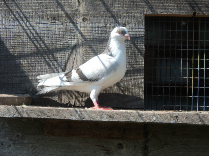 porumbei 2012 117