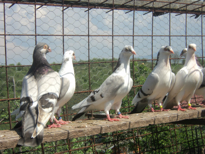 porumbei 2012 120