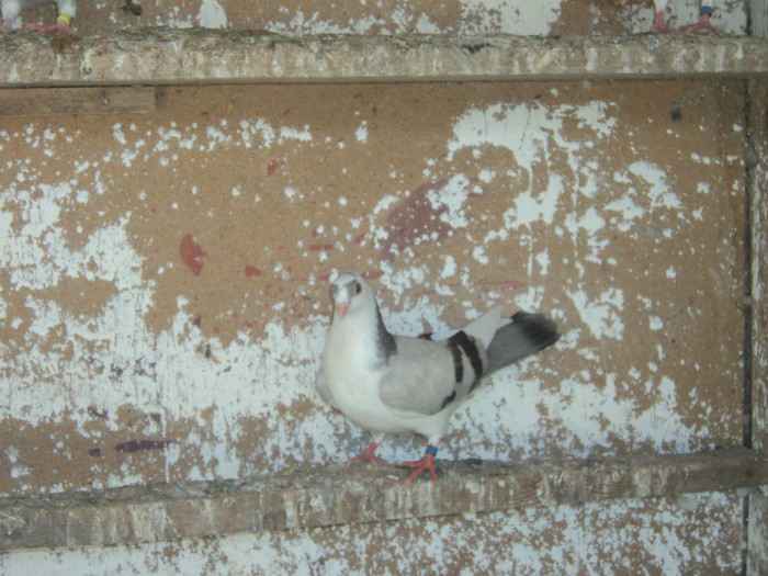 porumbei 2012 125
