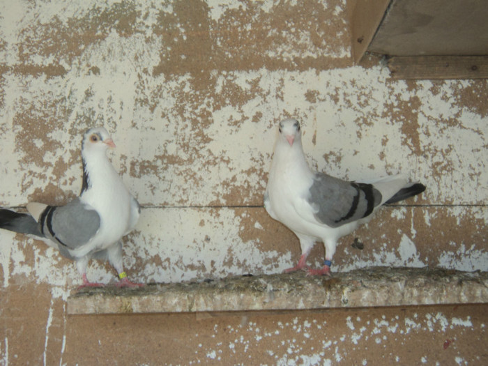 porumbei 2012 126