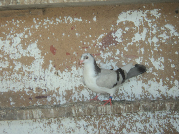 porumbei 2012 127