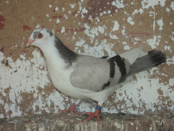 porumbei 2012 132