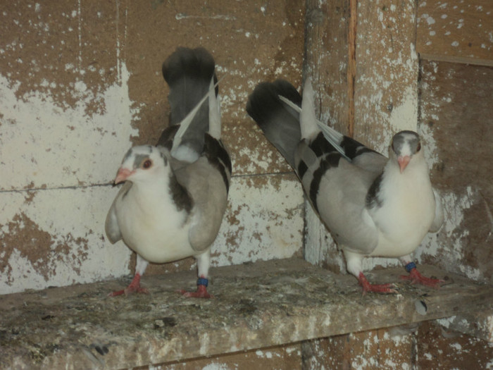 porumbei 2012 153