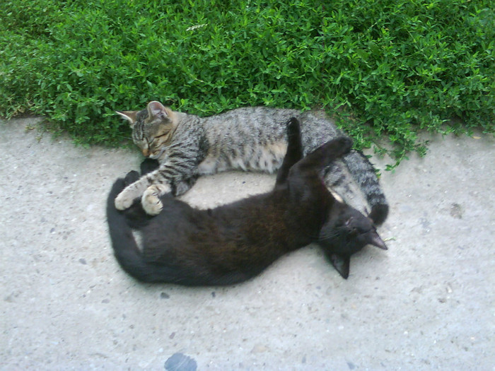 Thomas si Fifi - Catei si pisici maidaneze