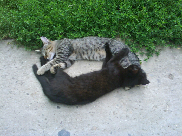 Thomas si Fifi 2 - Catei si pisici maidaneze
