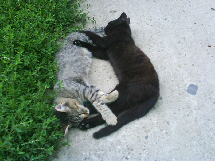 Thomas si Fifi 3 - Catei si pisici maidaneze