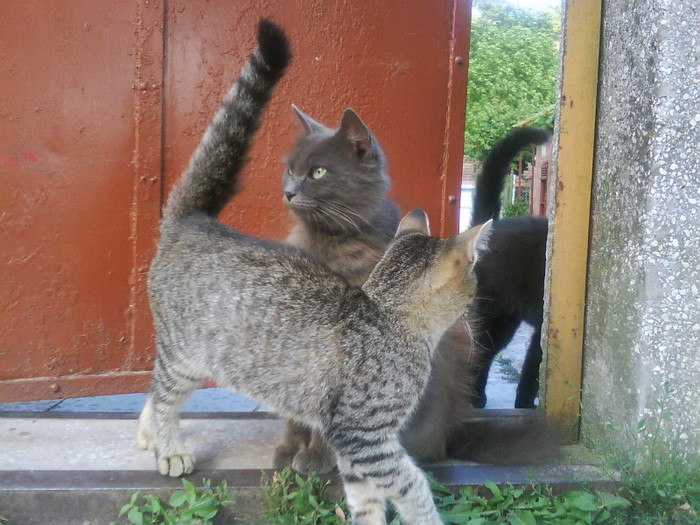 Sheba si Fifi 3 - Catei si pisici maidaneze