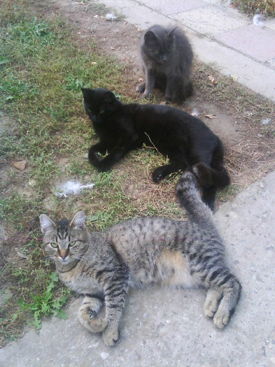 Fifi Thomas Sheba - Catei si pisici maidaneze