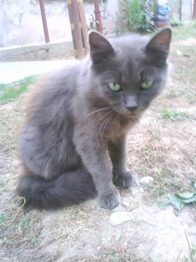 Sheba mica - Catei si pisici maidaneze