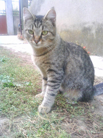 Fifi mica - Catei si pisici maidaneze