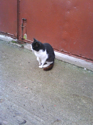 Argus - Catei si pisici maidaneze