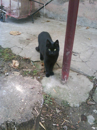 Thomas4 - Catei si pisici maidaneze