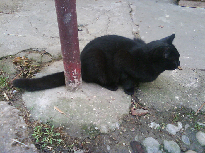 Thomas - Catei si pisici maidaneze
