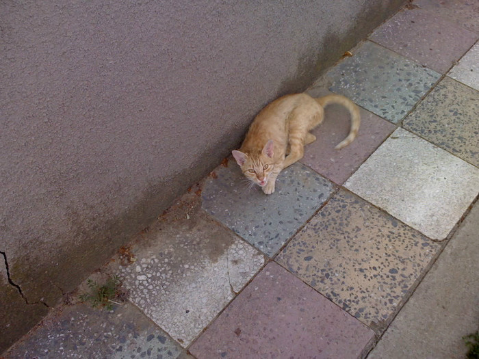 Gold - Catei si pisici maidaneze