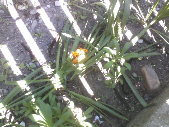 P01-05-12_14.15[3] - Florile mele