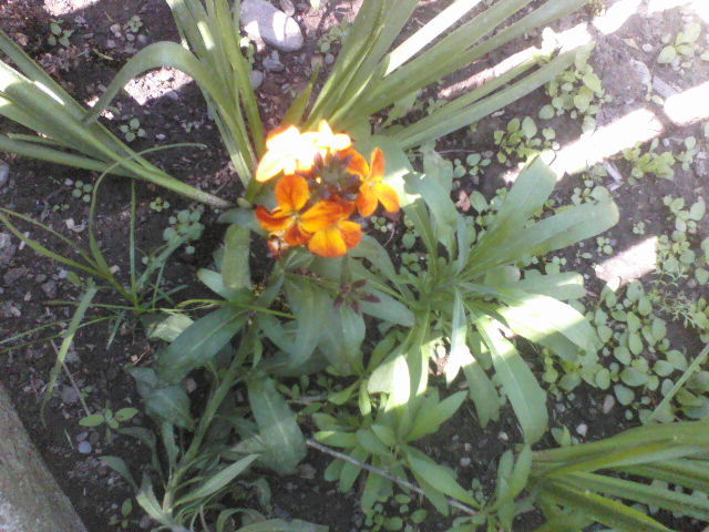 P01-05-12_14.15[4] - Florile mele