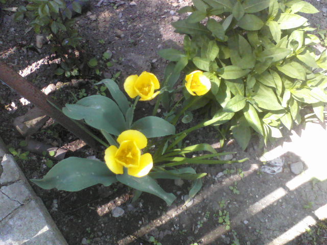 P01-05-12_14.15[5] - Florile mele