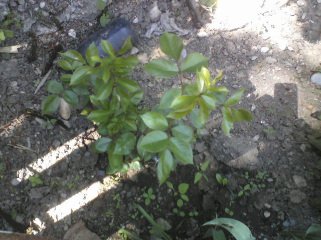 P01-05-12_14.15[6] - Florile mele