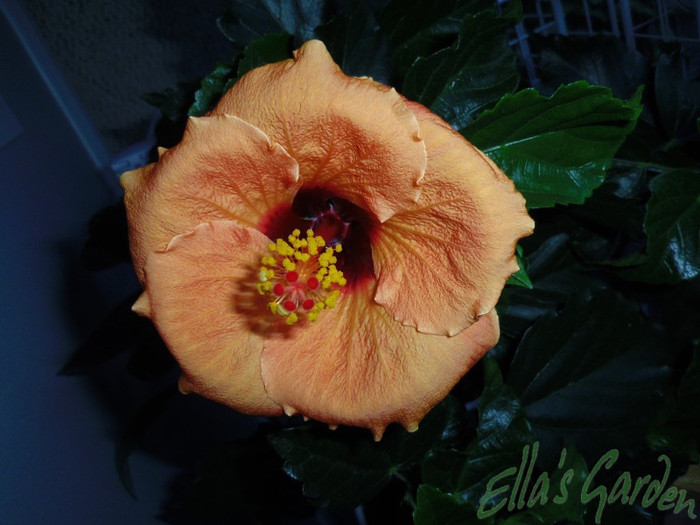 04 Mai 2012/ Aruba Wind - 2012 Hibiscus