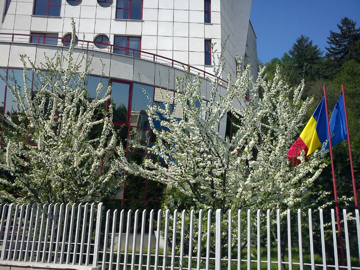 In sfarsit primavara si la Brasov ... - BRASOV - ASPECTE