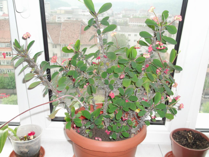 SPINUL LUI ISUS - FLORI DIVERSE