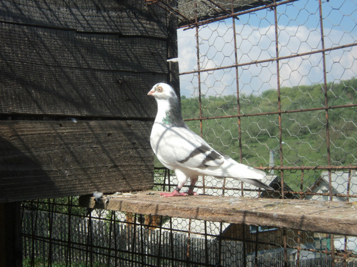 cafenia jucausa