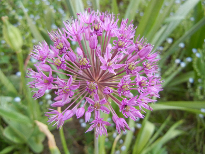 Allium Purple Sensation (2012, May 04)