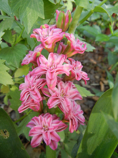 Hyacinth Eros (2012, May 04)