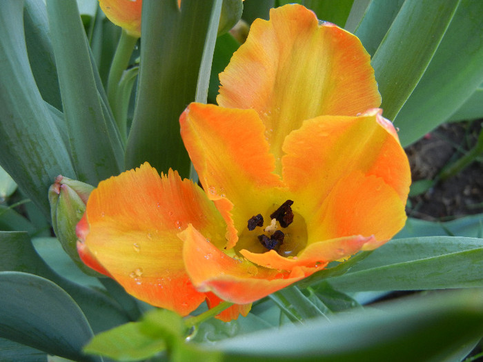 Tulipa Orange Favorite (2012, May 04) - Tulipa Orange Favorite Parrot