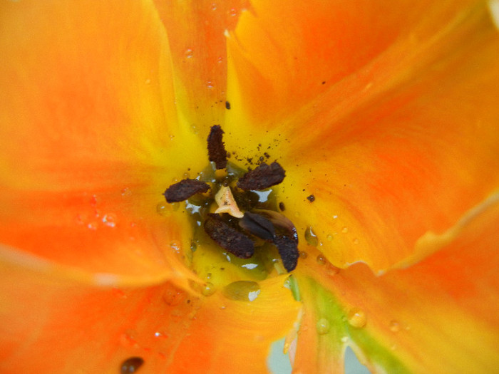 Tulipa Orange Favorite (2012, May 04)