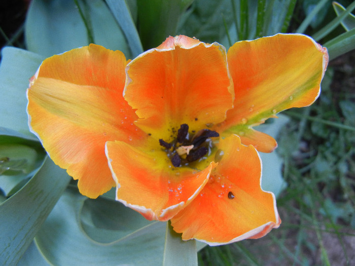 Tulipa Orange Favorite (2012, May 04) - Tulipa Orange Favorite Parrot