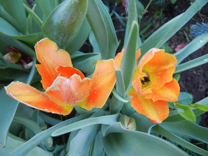 Tulipa Orange Favorite (2012, May 04) - Tulipa Orange Favorite Parrot