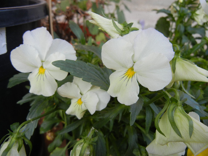 Pansies (2012, April 29) - PANSY_Viola x wittrockiana