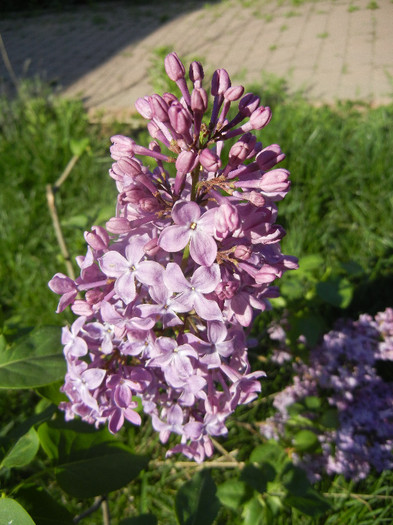 Lilac Ruhm von Horstenstein (`12,Apr.28)