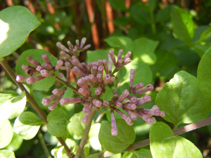 Syringa patula Miss Kim (2012, May 04)