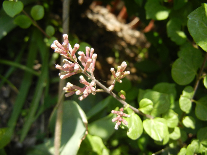 Syringa patula Miss Kim (2012, May 04)