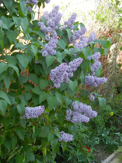 Syringa vulgaris_Lilac (2012, April 28)