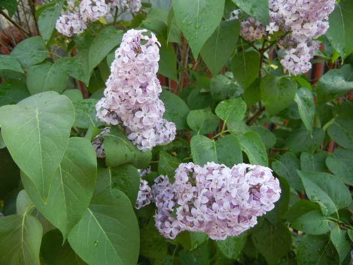 Syringa vulgaris_Lilac (2012, April 29) - Syringa vulgaris Lilac