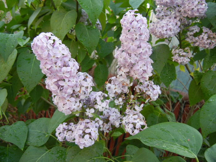Syringa vulgaris_Lilac (2012, April 29) - Syringa vulgaris Lilac