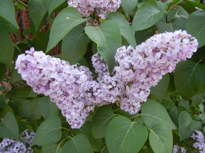 Syringa vulgaris_Lilac (2012, April 29) - Syringa vulgaris Lilac