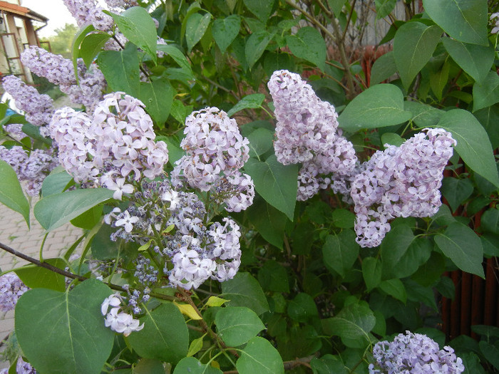 Syringa vulgaris_Lilac (2012, April 29) - Syringa vulgaris Lilac