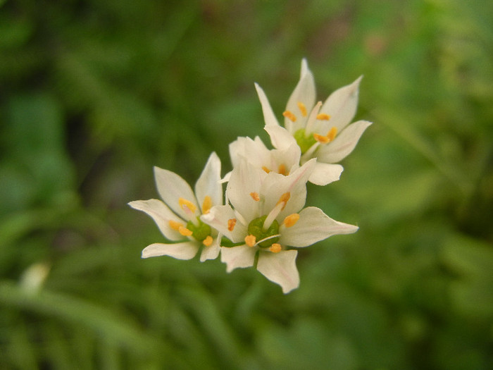 Triteleia hyacinthina (2012, May 04) - TRITELEIA Hyacinthina