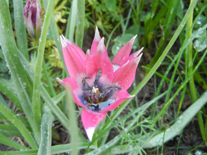 Tulipa Little Beauty (2012, May 04) - Tulipa Little Beauty