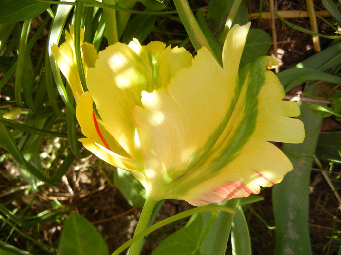 Tulipa Texas Gold (2012, May 04) - Tulipa Texas Gold