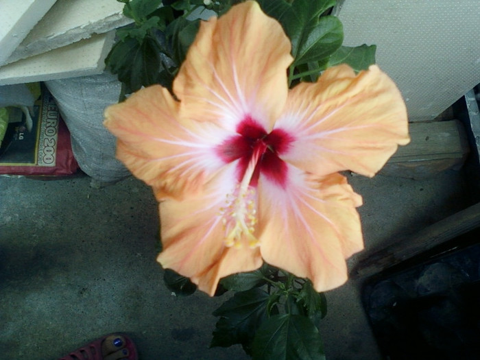 5 mai 2012-flori 068