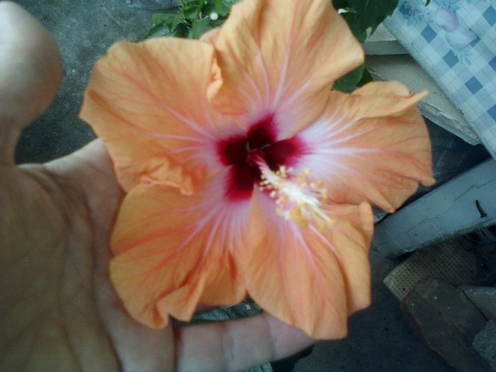 5 mai 2012-flori 069