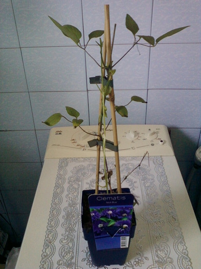 clematita dubla mov - achizitii noi